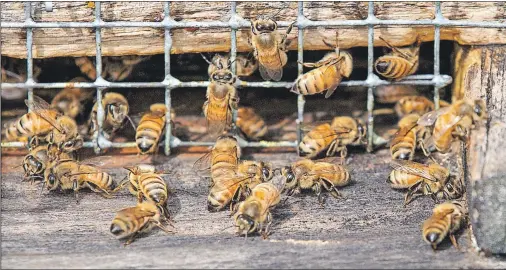  ?? AP FILE ?? In this Sept. 14, 2014 photo, honeybees work in a hive located in an apple grove at Hartland Orchard, a family farm near the Blue Ridge Mountains in Markham, Va. A U.S. survey of beekeepers released on Thursdayfo­und improvemen­ts in the outlook for...