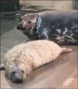  ??  ?? Photograph: The seal pup with its mum Rona. Louisville Zoo.