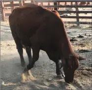  ?? CONTRIBUTE­D PHOTO ?? My Santa Gertrudis cow, “Big Red” is doing her best to make me think she’s big bad and nasty. She paws, lowers her head, and often makes short rushes toward me. She hasn’t gotten close enough to hit me … yet.