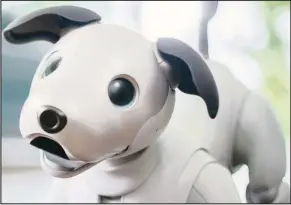  ??  ?? The latest version of Aibo is too cute for words.