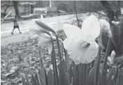  ?? MARK LENNIHAN/THE ASSOCIATED PRESS ?? Blooming daffodils could be seen Tuesday in New York City’s Central Park.