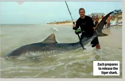  ??  ?? Zach prepares to release the tiger shark.