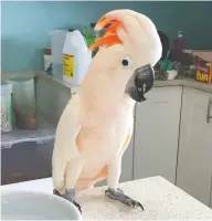  ?? GREYHAVEN EXOTIC BIRD SANCTUARY ?? Before being adopted in 2019, Barney the Moluccan cockatoo, who can whistle the theme to The Addams Family, used to live at a bird sanctuary in Surrey, B.C.