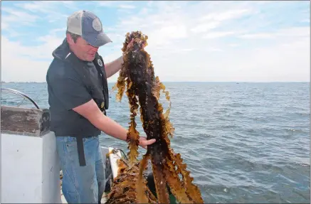  ?? JUDY BENSON/CONNECTICU­T SEA GRANT ?? J.P. Vellotti harvests kelp in mid-June, grown in 3 1/2 months at a site off Pine Island in Groton.