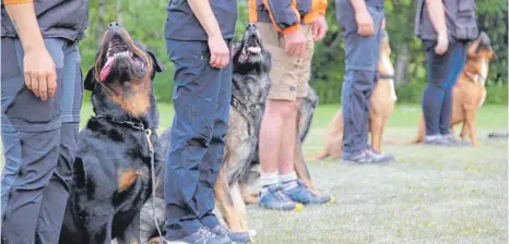  ?? FOTOS: ALENA EHRLICH ?? Voll fokussiert: Die Hunde haben nur ihre Herrchen und Frauchen im Blick.