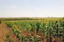  ?? FOTOS: GUSTAVO GARCÍA ?? Los cultivos no están recibiendo el agua en esa región.