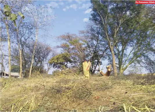  ??  ?? Nature conservati­onists have expressed concern over the massive cutting down of trees at Sten Rees Park in Bulawayo by wood poachers
Pic: Praisemore Sithole