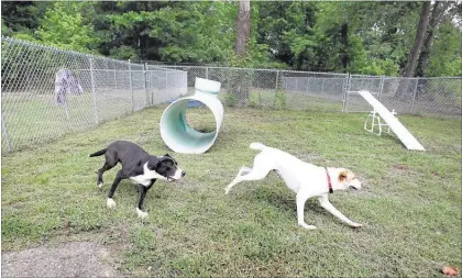  ?? PHOTOS BY STAN CARROLL/THE COMMERCIAL APPEAL ?? Flynn, a lab/border collie mix, chases Finn, a terrier mix, around the recently added exercise area for dogs at Horn Lake’s city animal shelter on June 3. “Before, we just had to take them for a walk on leashes,” said shelter director Danny Smith. “As...