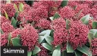  ??  ?? Skimmia