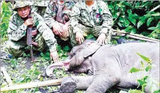  ?? SUPPLIED ?? Authoritie­s sit next to the carcass of an elephant in Mondulkiri province in July, 2016, after it became ensnared in a trap.