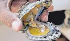  ??  ?? Wenn Touristen eine Auster mit Perle finden, dürfen sie diese behalten.