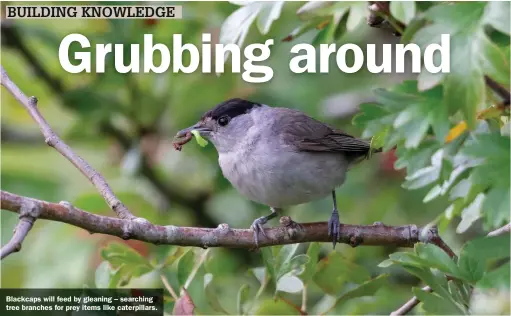  ??  ?? Blackcaps will feed by gleaning – searching tree branches for prey items like caterpilla­rs.