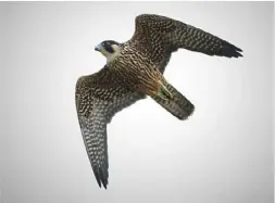  ?? Annette Devinney ?? The peregrine falcon is no longer endangered and nests at many sites in the Pittsburgh region.