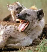  ??  ?? Queen of the jungle: Every hyena clan is ruled by an alpha female