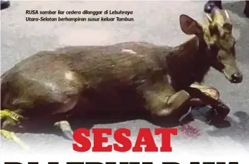  ??  ?? RUSA sambar liar cedera dilanggar di Lebuhraya Utara-Selatan berhampira­n susur keluar Tambun.