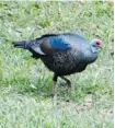  ?? STEVE CURTIS PHOTO ?? A female ocellated turkey in Tikal Mayan Reserve, Guatemala, a southern cousin of the birds that have been seen throughout Ottawa suburbs.