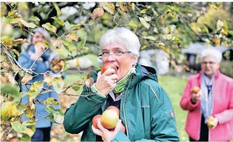  ?? FOTO: KÖHLEN ?? Die Ehrenamtle­r aus Gruiten haben zusammen mit Flüchtling­en Äpfel gepflückt. Von links: Frauke Heiden-Ziegert, vorne Maria Becker und Rosi Sticker