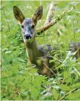  ?? Symbolfoto: Patrick Pleul, dpa ?? Im Unterholz lauern einige Gefahren. Wer die Rehe bei Ulm tötete – Mensch oder Tier –, ist noch nicht endgültig ge klärt.