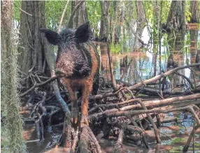  ?? REBECCA SANTANA/ AP ?? Spreading disease and causing an estimated $63 million in damage annually, hog numbers in Mississipp­i appear to be rising significantly.