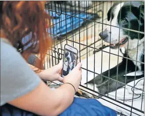  ?? [BRYAN TERRY/THE OKLAHOMAN] ?? Jordan Picchione, of Oklahoma City, takes a picture of a dog named Clue during the adoption day to bring awareness to Black Dog Syndrome.