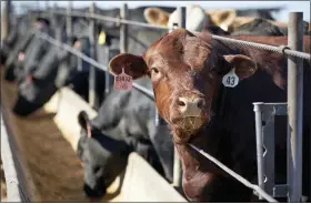  ?? NATI HARNIK — THE ASSOCIATED PRESS ?? Meat production has rebounded from its low point during the coronaviru­s pandemic when dozens of plants were closed, but experts say consumer prices are likely to remain high and it will take months to work through a backlog of millions of livestock, like cattle in this feedlot in Columbus, Neb.