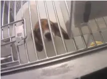  ??  ?? The group Last Chance for Animals released a video taken secretly at a lab in Baie D’Urfé showing how dogs and other animals are being treated there.