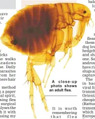  ??  ?? A close-up photo shows an adult flea.