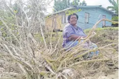  ?? Picture SOPHIE RALULU ?? Kavewa Village housewife Emele Diwaqa ponders at what to do with a hibiscus plant that used to be a hedge in front off her house but had been uprooted by strong currents that threaten her home everyday.