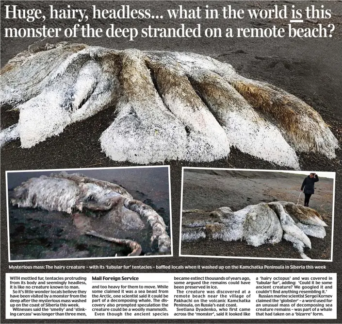  ??  ?? Mysterious mass: The hairy creature – with its ‘tubular fur’ tentacles – baffled locals when it washed up on the Kamchatka Peninsula in Siberia this week