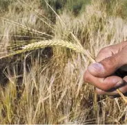  ?? ROBERTO PERA ?? Apuesta. Nidera trajo al mercado argentino un cultivar con germoplasm­a europeo de alto rendimient­o.