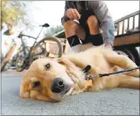  ?? DAN HONDA — STAFF PHOTOGRAPH­ER ?? Hazel relaxes on the cool sidewalk after a morning walk in downtown Los Gatos. Experts say that as temperatur­es soar to triple digits, it is important to make sure your pets are cool and hydrated.