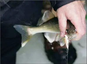  ?? NDGF Photo ?? The focus of North Dakota ice anglers no matter the winter is typically walleye, yellow perch and northern pike.