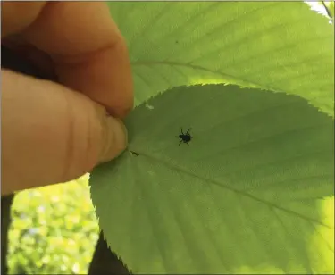  ?? COURTESY OF PENN STATE EXTENSION ?? This is a first instar spotted lanternfly nymph.