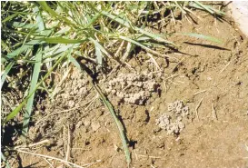  ?? COURTESY OF JACK KELLY CLARK, UC STATEWIDE IPM PROGRAM ?? If you see holes like this in the ground, with debris around the entrance and little piles of castings nearby, there’s a good chance they were created by earthworms, which help to aerate and feed the soil.