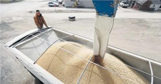  ?? CHARLIE NEIBERGALL / AP FILE ?? TARIFF TARGET: Terry Morrison watches as soybeans are loaded into his trailer at the Heartland Co-op in Redfield, Iowa.