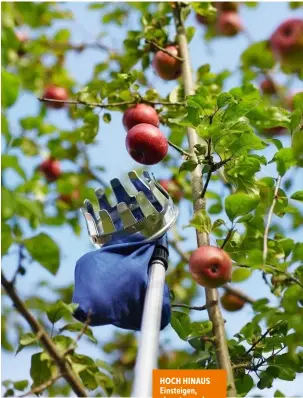  ??  ?? HOCH HINAUS Einsteigen, abernten und aufessen, so einfach funktio‑ niert die Apfel‑ ernte mitten in der Stadt. Den Tipp, wo die Bäume stehen, hat Autorin Andrea Mertes von der Inter‑ netplattfo­rm „mundraub.org“.