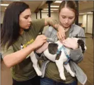  ??  ?? Jet, a bulldog owned by Peter and Sherry Williams of Exeter, feels a little pinch as he gets microchipp­ed by Samantha Moore, left, and Danielle Koller, veterinary technician­s with Humane PA. Exeter partnered with Humane PA to provide the free dog and cat microchipp­ing clinic.