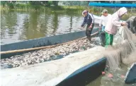  ??  ?? Otras especies endémicas de los canales se alistan para ser reinsertad­as en la zona que fue adecuada para ellos.