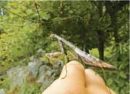  ?? MIRI TALABAC ?? Carolina mantis adult female in early autumn. Notice how her wings don’t reach the end of her abdomen, as they would with our other local mantids.