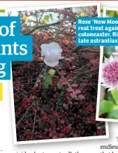  ??  ?? Rose ‘New Moon’ is a real treat against the cotoneaste­r. Right, late astrantias