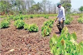  ?? (IMAGE COURTESY; THE HINDU) ?? A forest official inspecting a naturally grown tendu plot in Bejjur in Adilabad district in the last season