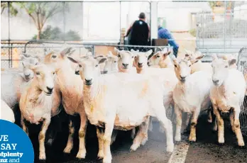  ?? Photo / NZME ?? Shearing is hot, sweaty work, but it's vital cog in New Zealand's primary industry.