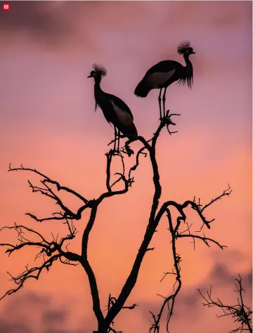  ??  ?? 08 grey crowned crane at dawn The low light of dawn provides a perfect backdrop for a pair of cranes roosting in a dead tree by the Musiara Marsh lens Canon EF 500mm f/4l IS II USM exposure 1/640 sec, f/4.5, ISO1250 08