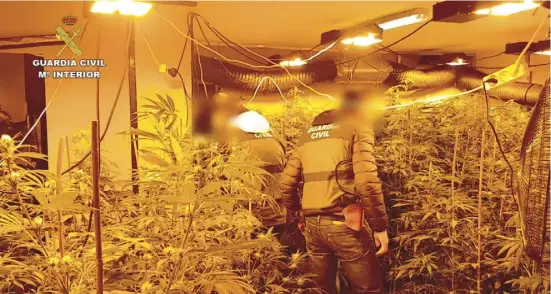  ?? Foto: Guardia Civil ?? Bei Hausdurchs­uchungen fand die Guardia Civil mehrere Marihuana-Plantagen mit tausenden Pflanzen.