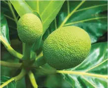  ??  ?? Breadfruit, locally known as rimas, is a member of the mulberry and jackfruit family.