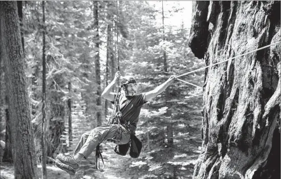  ?? Photograph­s by Marcus Yam Los Angeles Times ?? ANTHONY AMBROSE measures the girth of a sequoia. Temperatur­e and humidity sensors have been placed on trees throughout the Giant Forest.