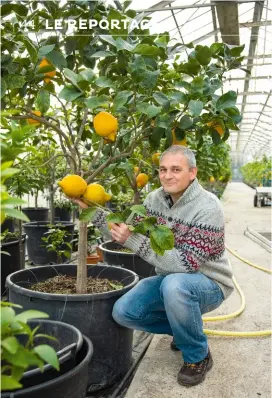  ??  ?? Les serres de Sébastien Fossat sont un temple
de l’agrume rare. Une vaste gamme de fruits au parfum entêtant s’y trouve représenté­e. À commencer par le cédrat
(ci-dessus) dont la saveur délicate et douce possède une agréable amertume en arrière-bouche. Ou encore les mains de Bouddha. Leurs doigts caractéris­tiques sont le résultat d’une mutation génétique sans doute due au hasard. Quant au fameux yuzu, devenu la coqueluche des chefs occidentau­x qui utilisent aussi bien son jus que son écorce, il a pris désormais ses quartiers sur la Côte d’Azur.