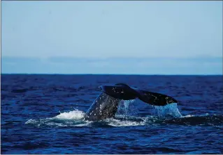  ?? RANDY VAZQUEZ — STAFF PHOTOGRAPH­ER ?? A gray whale dives into the ocean during a whalewatch­ing trip with Fast Raft Ocean Safaris in Monterey Bay o Jan. 2.