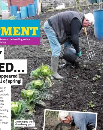  ??  ?? Cleaning up the strawberry patch