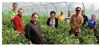  ??  ?? Jardiniers, maraîcher permanent et personnel d’encadremen­t, dans une belle forêt de futurs petits pois en pleine floraison, printemps oblige !